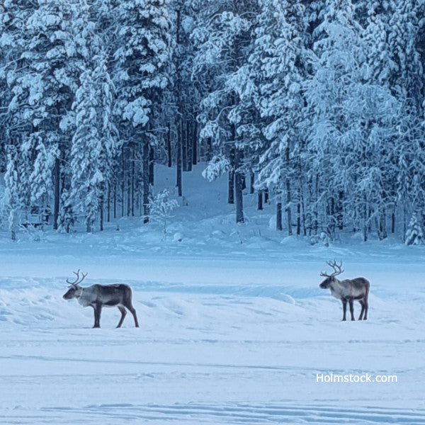 Lapland, Arctic Circle, Saami Country. Private guided wildlife tours for VIP customers. See Reindeer, Moose, Bear, Wolverine, King Crab, White-tailed Eagle or Sea Eagle.