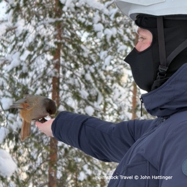 Natuurbeleving in Pyhä Finland. Arctische winter en vogels zoals deze Kuukkeli, de taigagaai, die uit je hand eet. Ook in de winter zie je vaak veel vogels in arctisch Lapland. Holmstock Travel reisbureau specialist voor Finland Lapland.