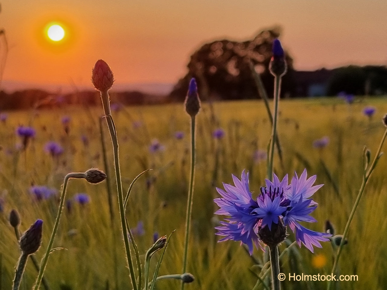 Prachtige korenbloemen. Ze groeien in Duitsland en Zuid Zweden en stralen van kleur in de ondergaande zon. Geniet van uw reis onderweg.