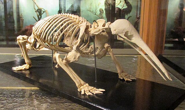 Naturhistoriska Museet in Gothenburg - Zaglossus Bruijni - Bezoek een museum in Zweden. Boek je vakantie bij reisbureau Holmstock Travel.