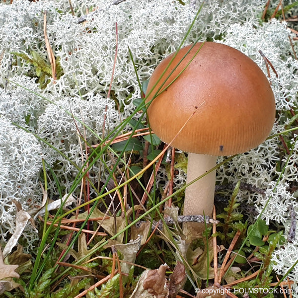 Cantharellen - in het fins: kantarelli - zijn paddenstoelen met een trompet achtige vorm. Meestal goud-geel tot oranje. Hun aroma is peper achtig en fruitig. Ze zijn een delicatesse in Finland en Zweden.