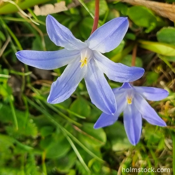 Sneeuwroem, Glory of the Snow, wat een prachtige naam voor deze plant die we op Aland hebben kunnen fotograferen tijdens een reis met Holmstock Travel.